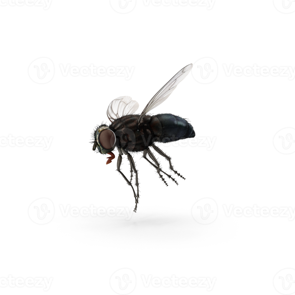 Fly insect isolated png