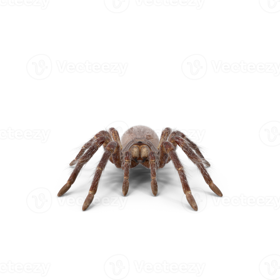 Tarantula or spider png
