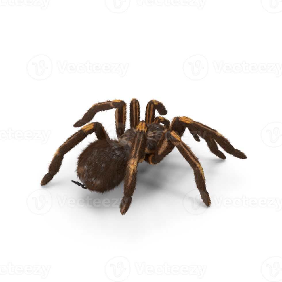 Tarantel oder Spinne png