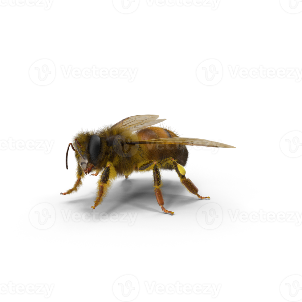 bee worker or female honey bee png