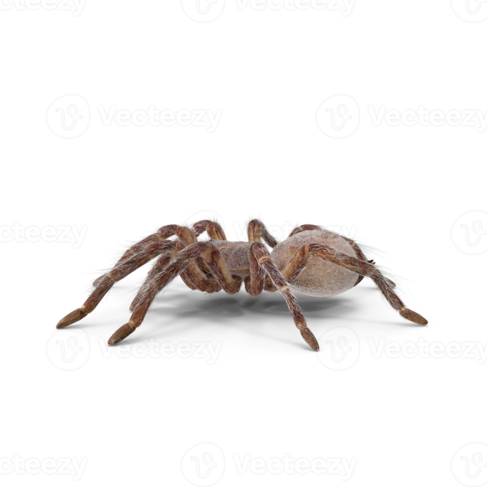 Tarantula or spider png