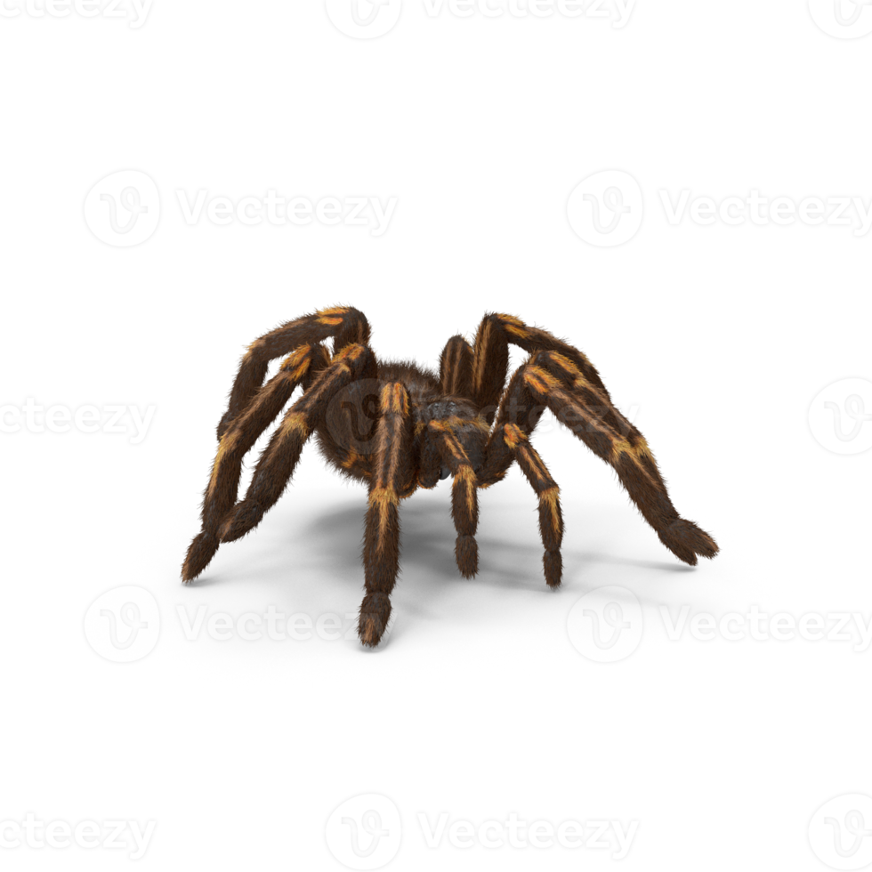 Tarantula or spider png