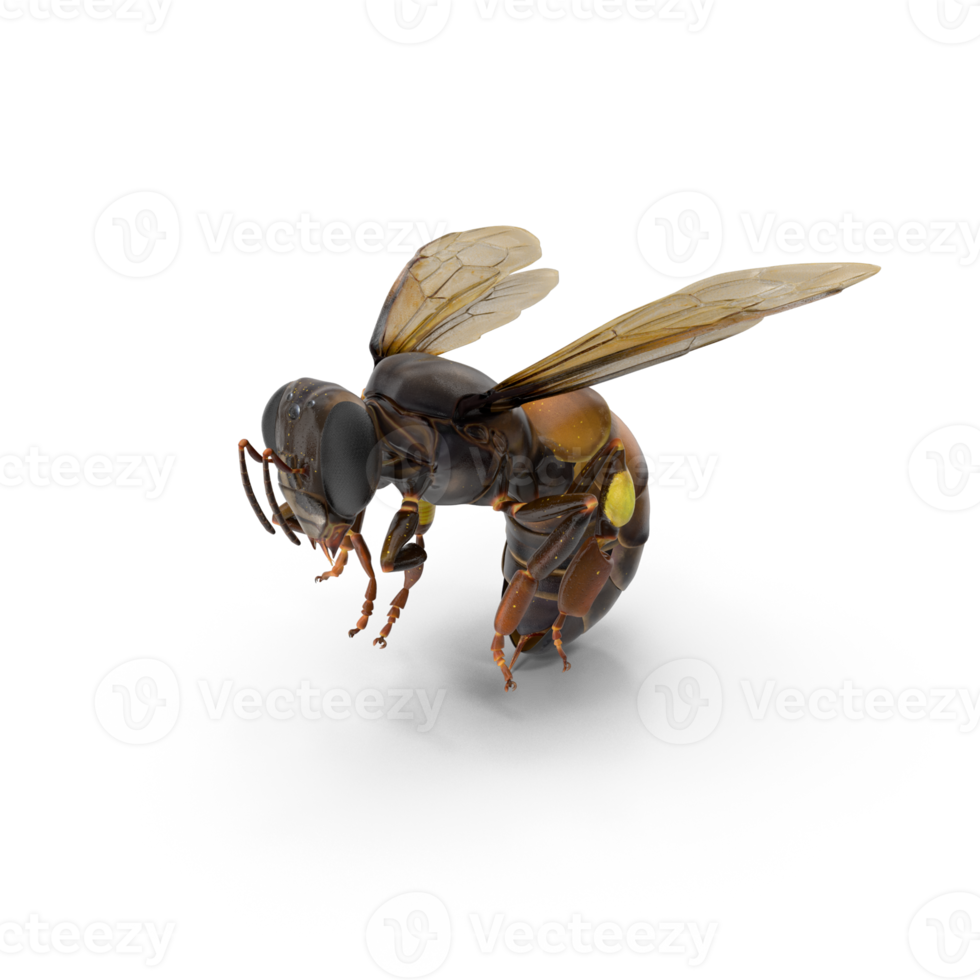 big drone bee or male honey bee png