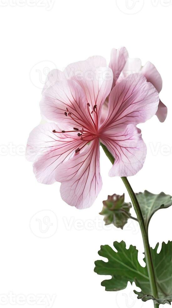 Pink Cranesbill Flower and Leaves on PNG Background. Generative AI. photo