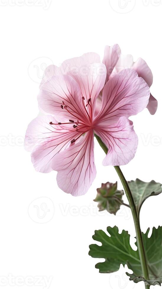 Pink Cranesbill Flower and Leaves on Background. . photo