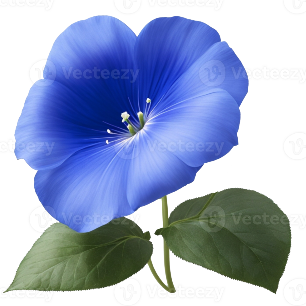 azul Mañana gloria flor floral y verde hoja png archivo transparente, de cerca o macro por ai generativo
