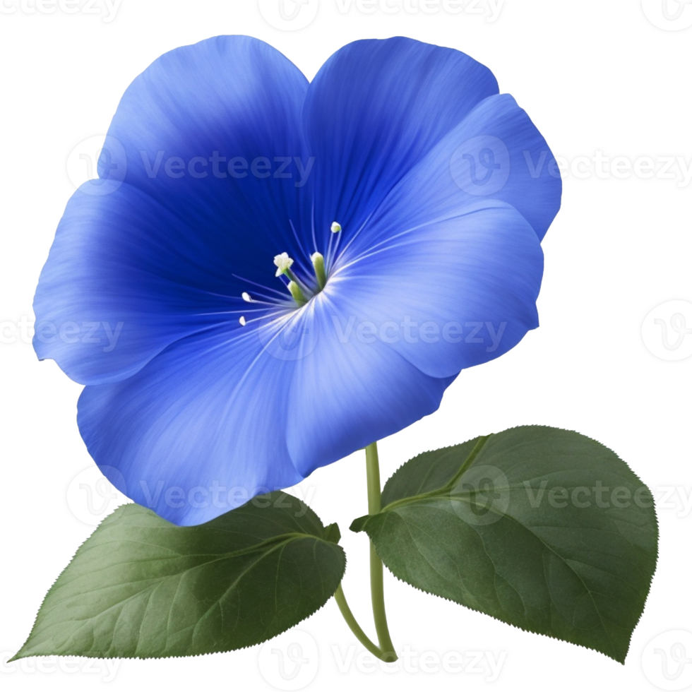 Blue Morning Glory flower floral and green leaf file transparent, closeup or macro by png