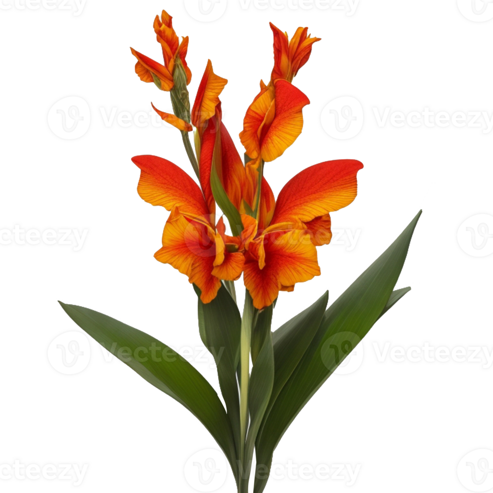 canna fiore rosso bellezza flora verde foglia per decorazione png