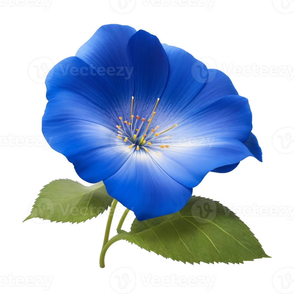 Blue Morning Glory flower floral  and green leaf png file transparent, closeup or macro by Ai generative