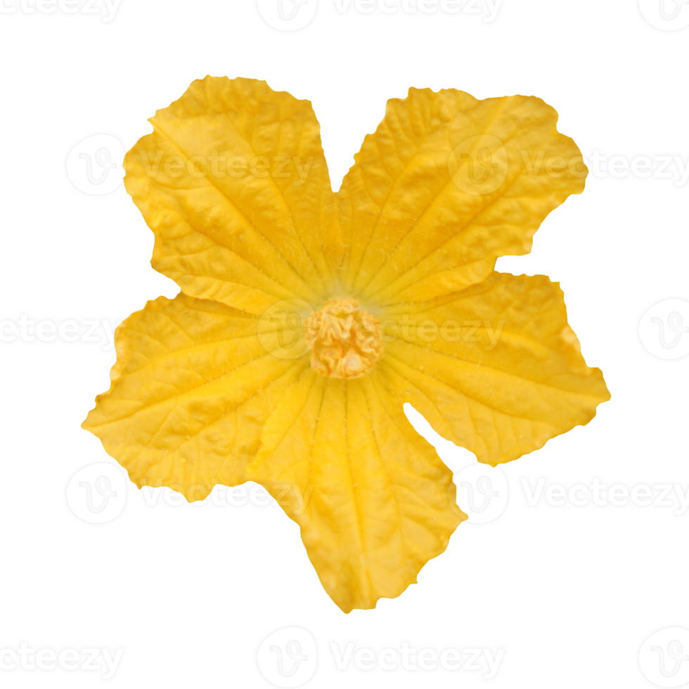 cut outline yellow flower sponge gourd png