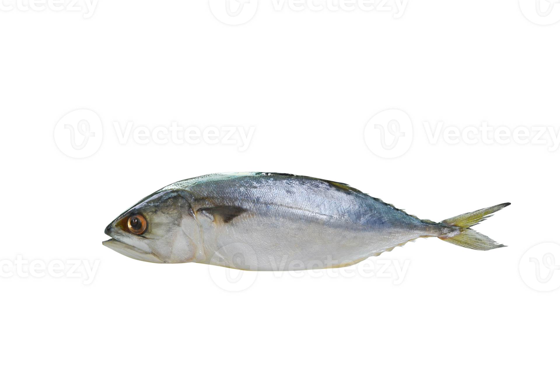 mackerel sea fish PNG transparent 25142388 PNG