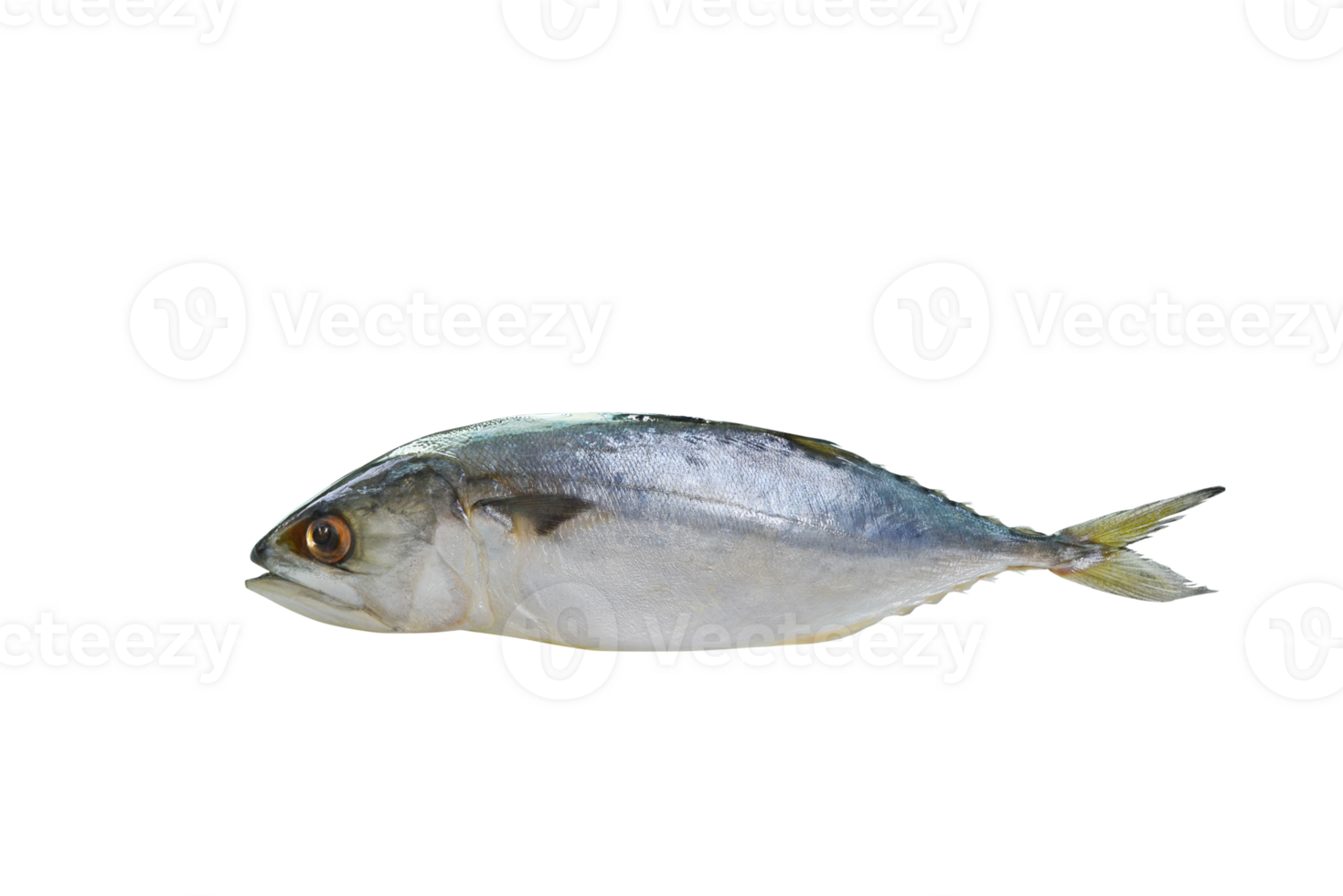 mackerel  sea fish   PNG transparent