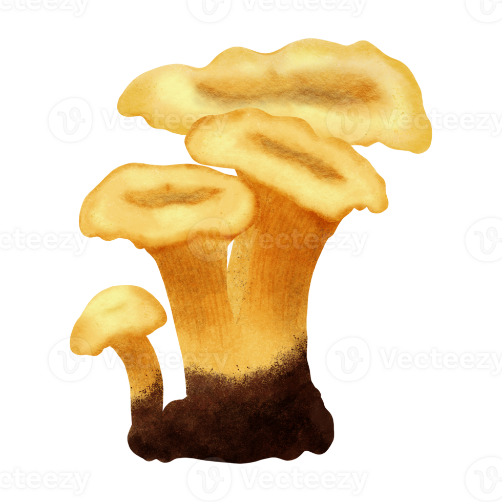 chanterelle mushroom hand drawn illustration 25142835 PNG