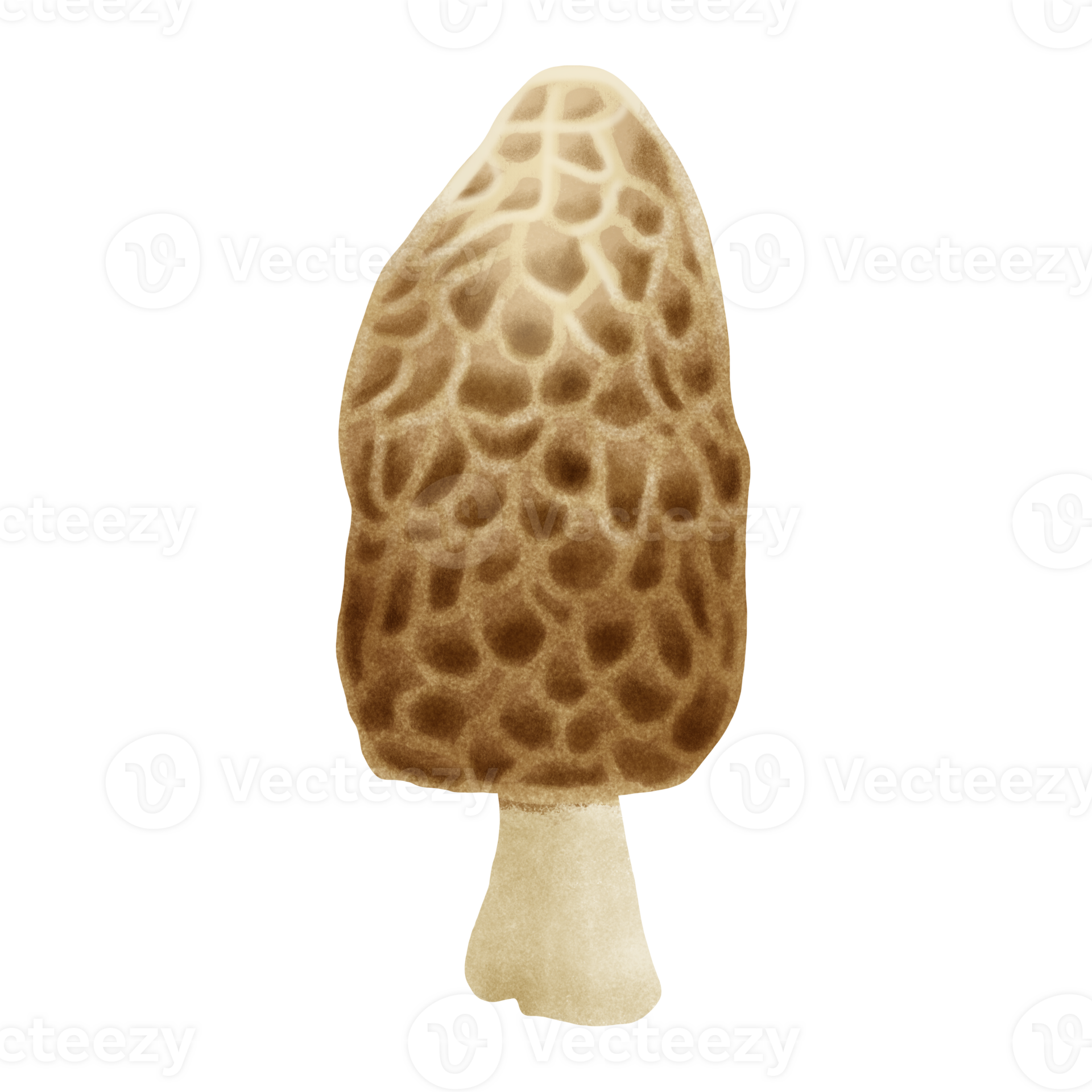 morel mushroom hand drawn illustration 25142862 PNG