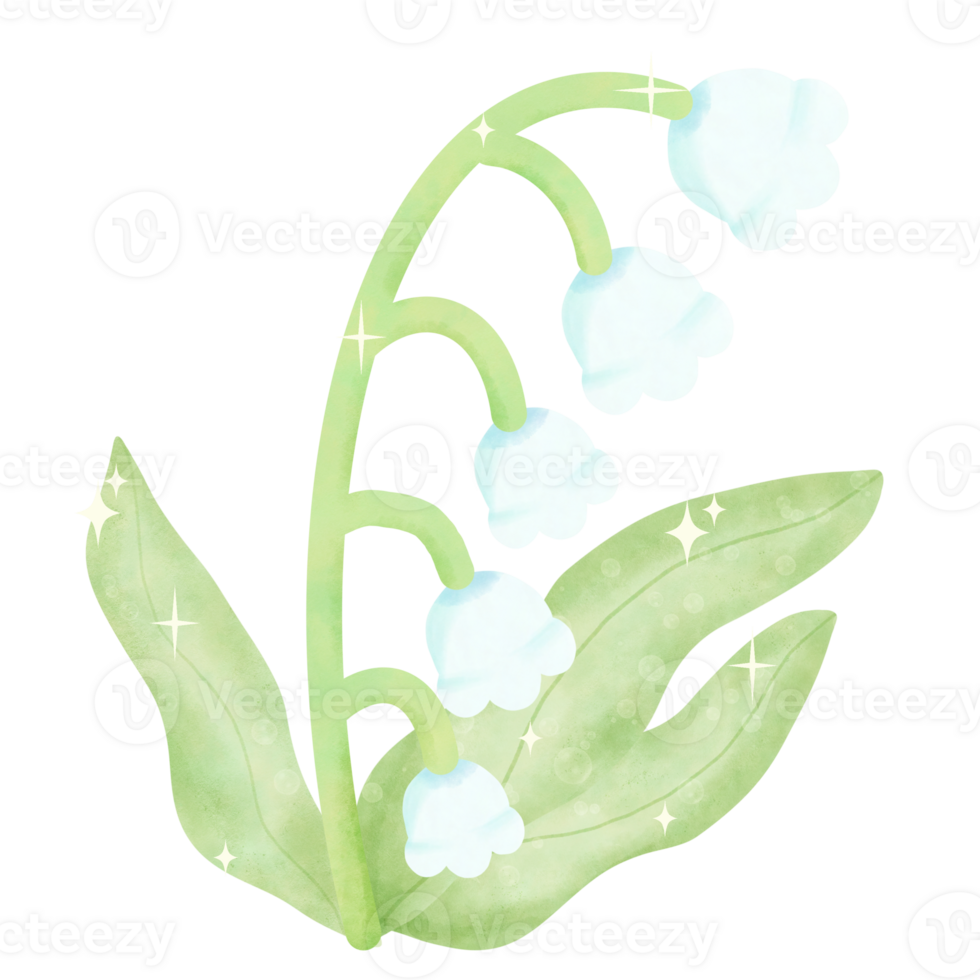 Lily of the valley hand drawn water color illustration drawing png