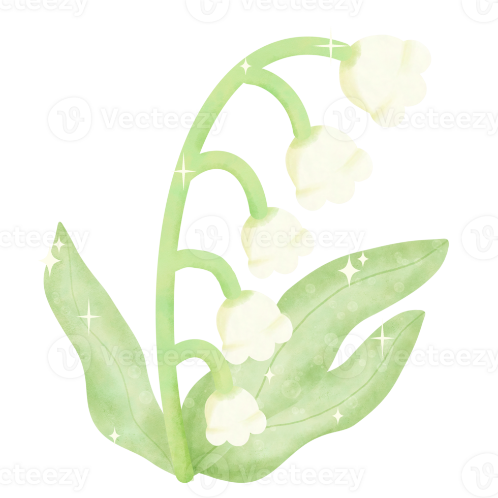 Lily of the valley hand drawn water color illustration drawing png