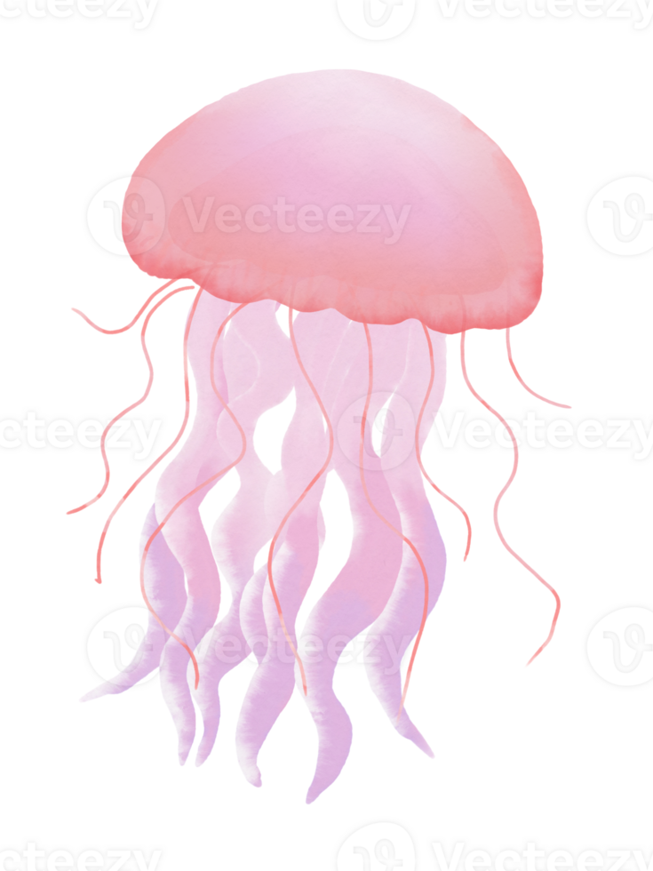 Jelly Fish water color pastel hand drawn illustration png