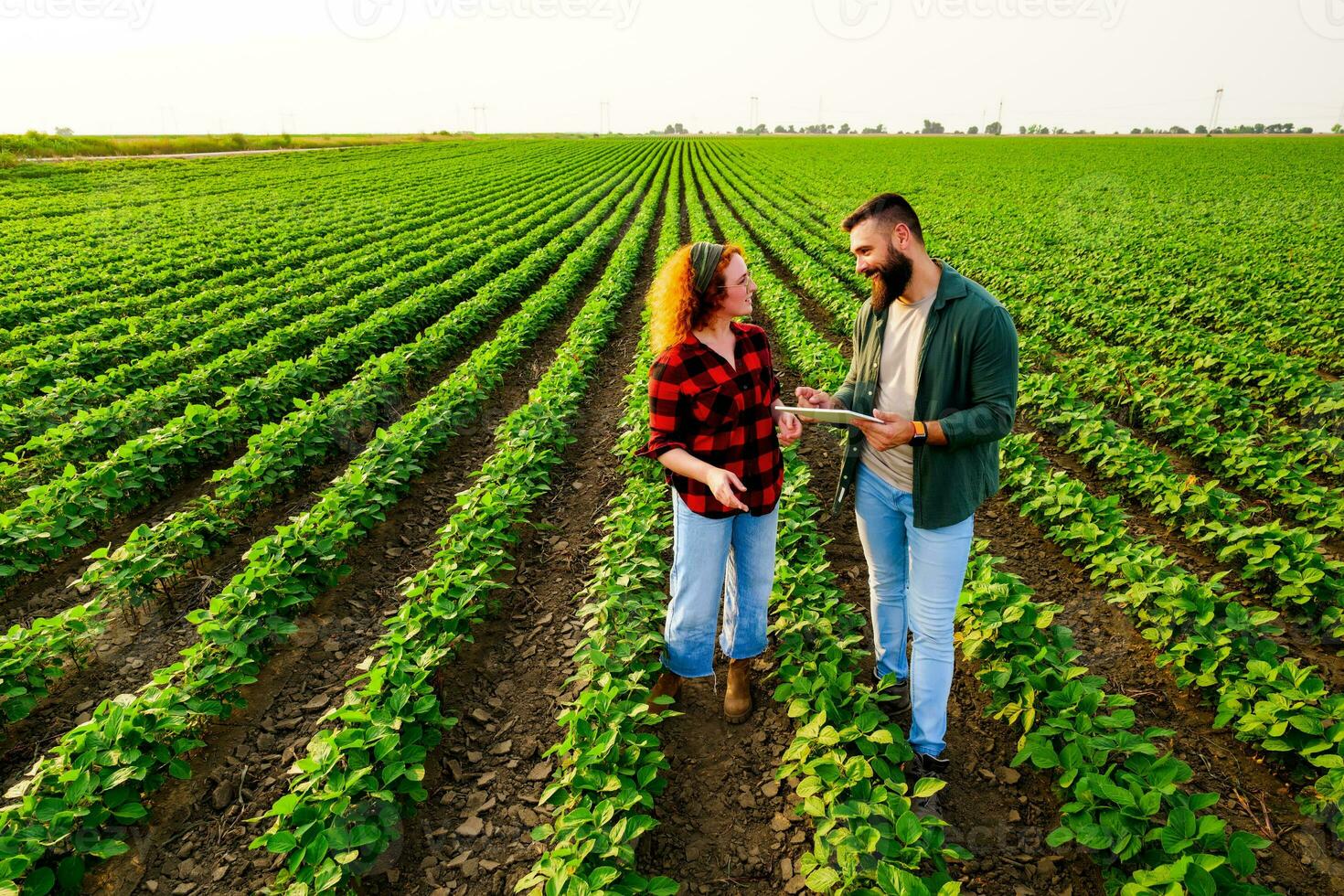 Family agricultural occupation. Man and woman are cultivating soybean. They are examining the progress of plants. photo