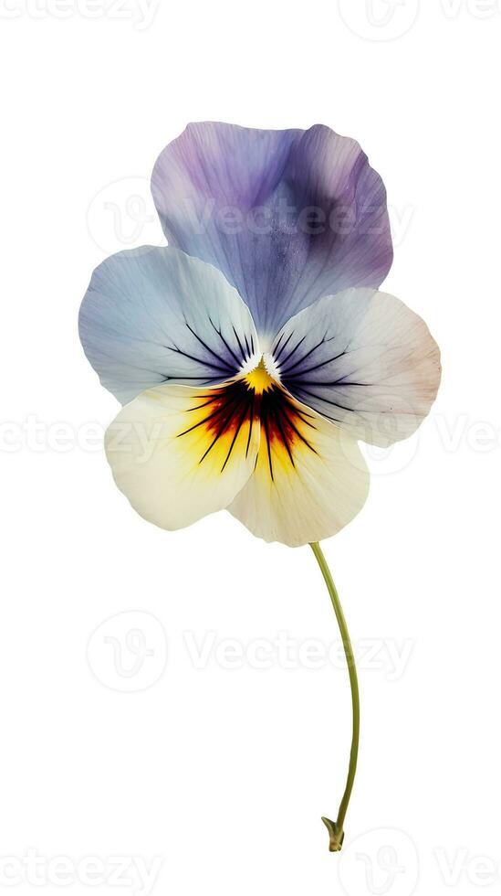 Watercolor Pansy Flower on Transparent Background. Generative AI. photo