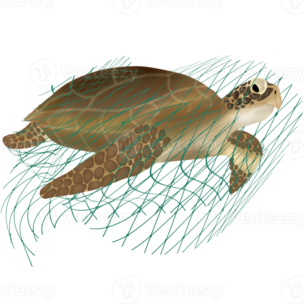 turtle isolated on net png