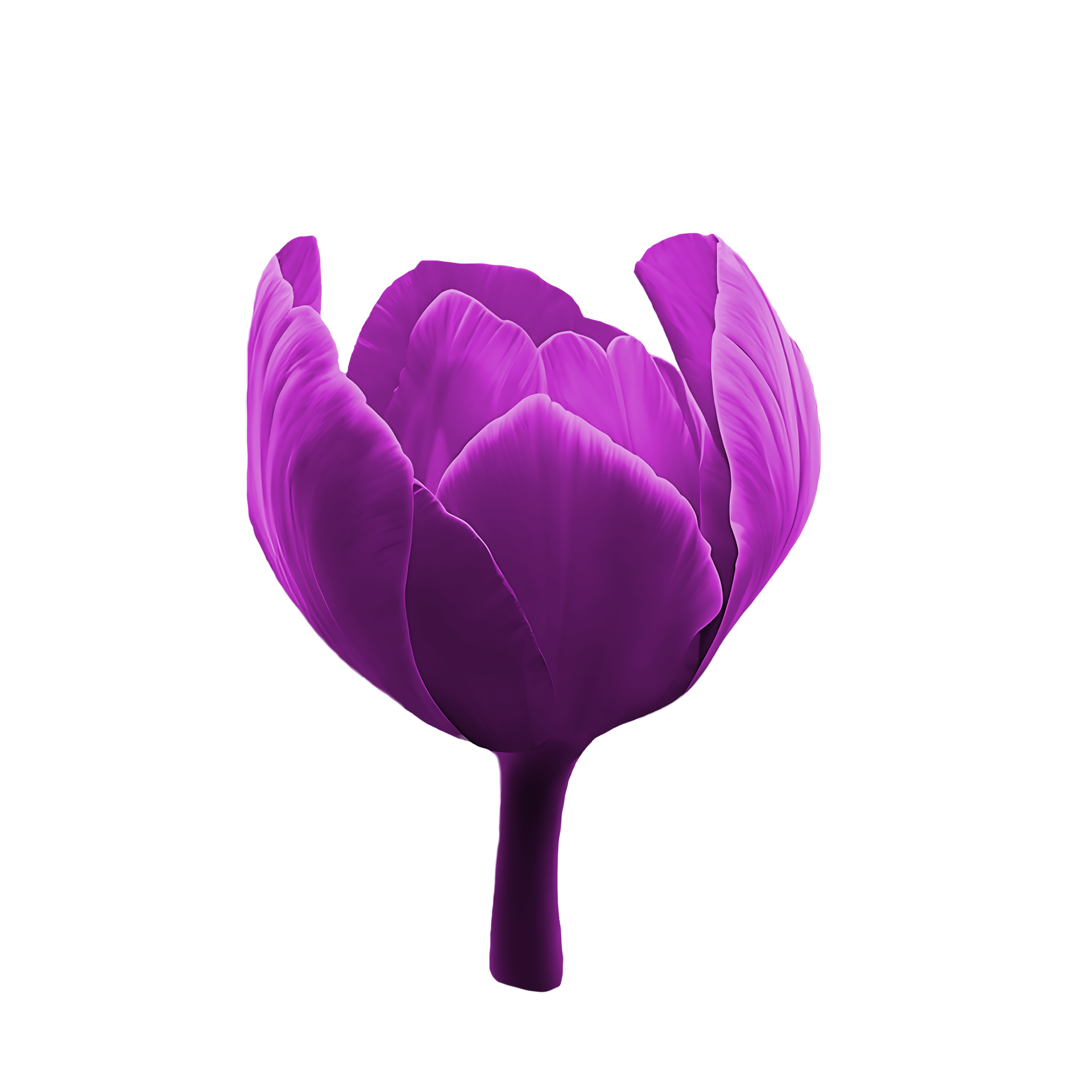 Luxury purple tulip 25163492 PNG
