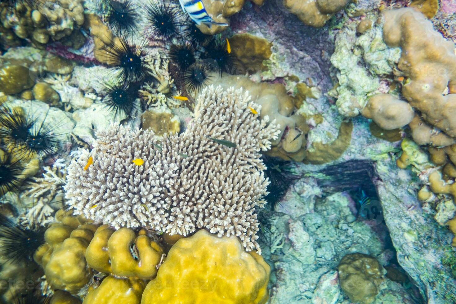 Heart shape coral reef many fish photo