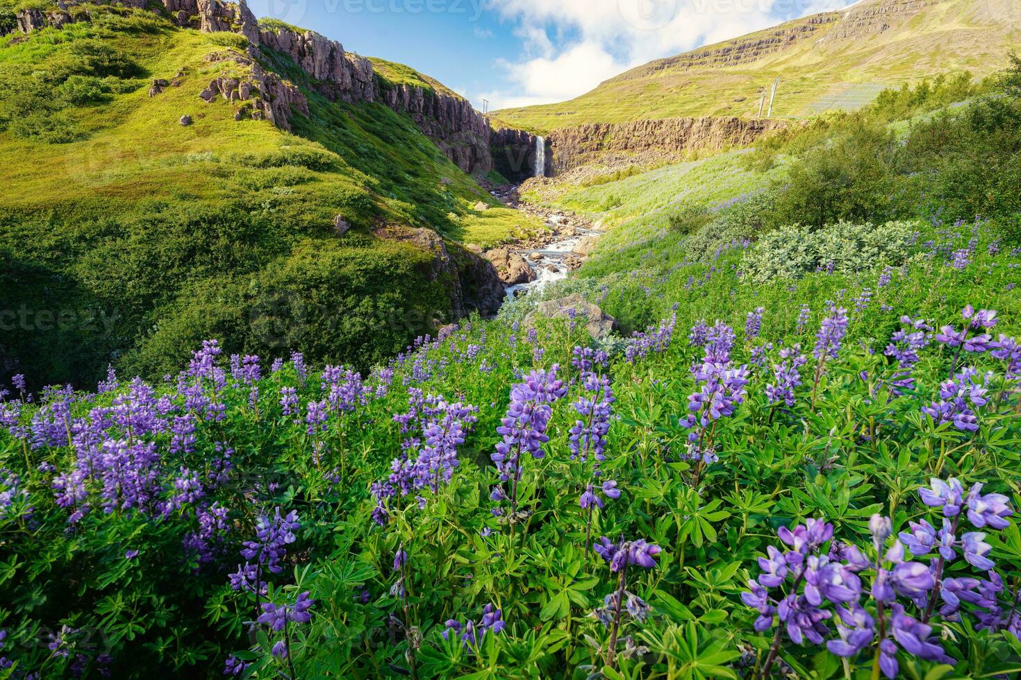 Landscape of Budararfoss waterfall flowing with purple lupine flower blooming in valley on summer at Iceland photo