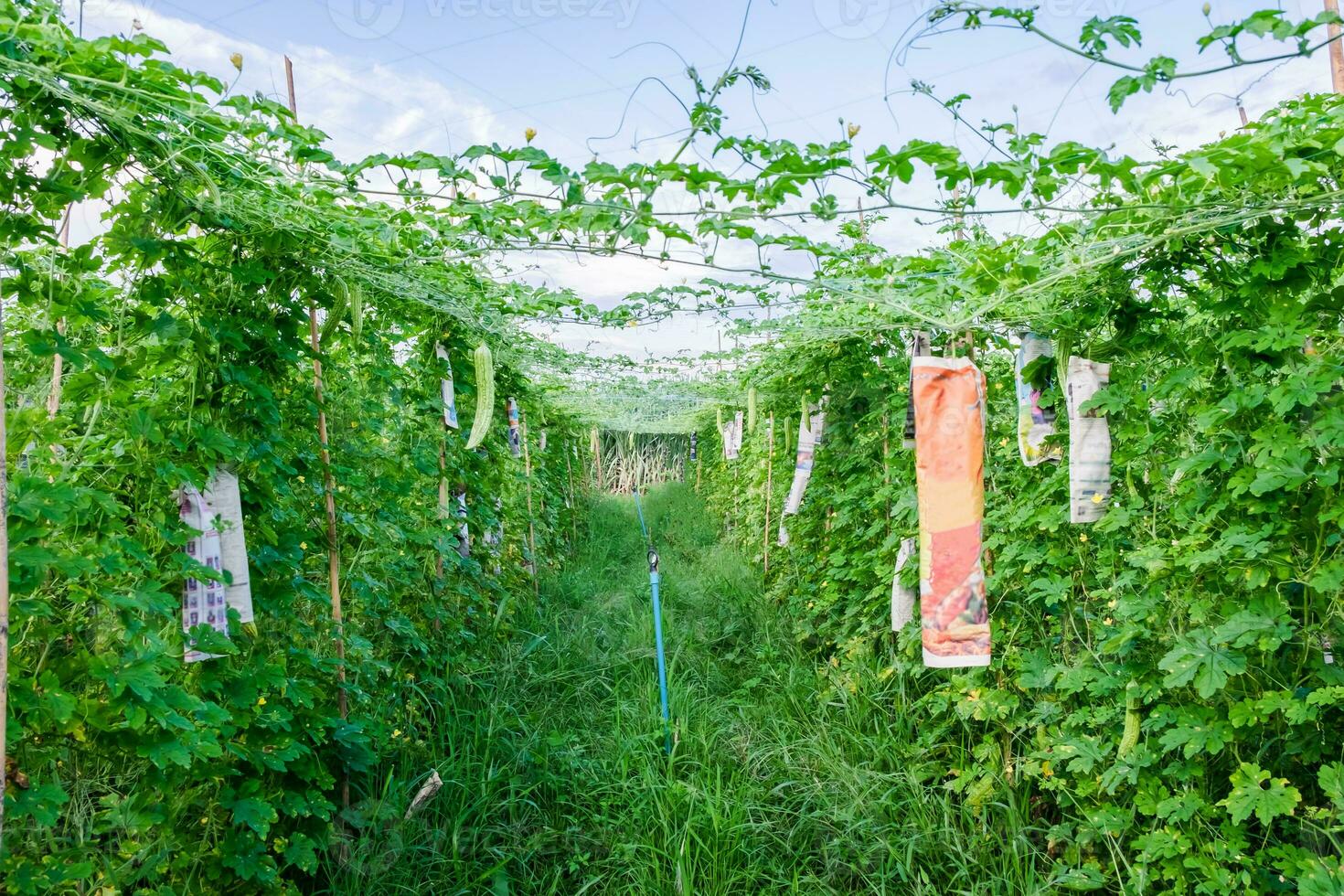 Bitter melon in farm photo