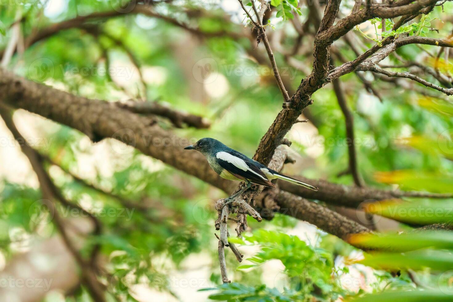 común urraca encaramado en árbol rama en tropical jardín foto