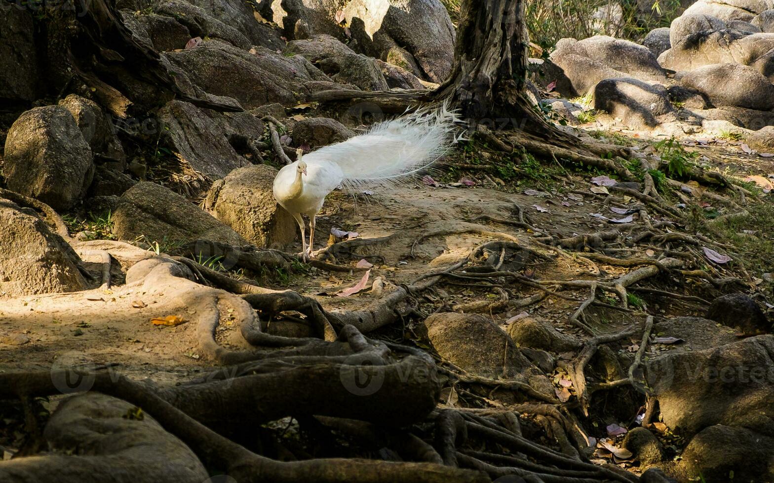 White peacock beautiful elegant photo