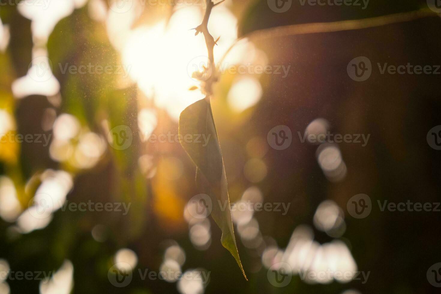 Leaf golden shiny in sunset photo