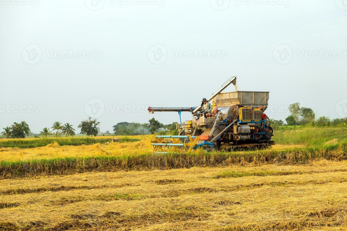cosechadoras cosecha arroz en campos foto