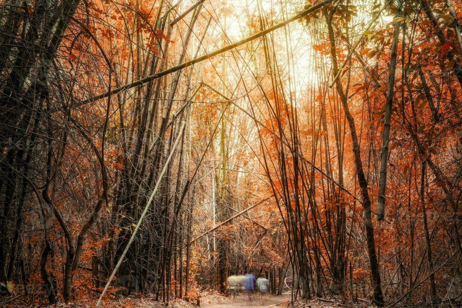 Bamboo grove autumn deep forest photo