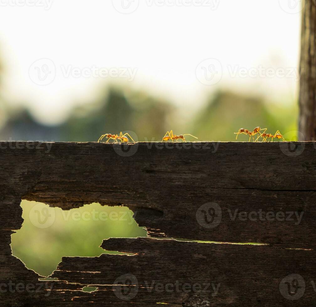 Red ant walking on wood plank photo