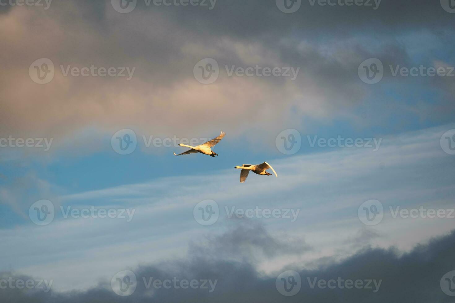 Couple geese flying in evening sky along the coast photo