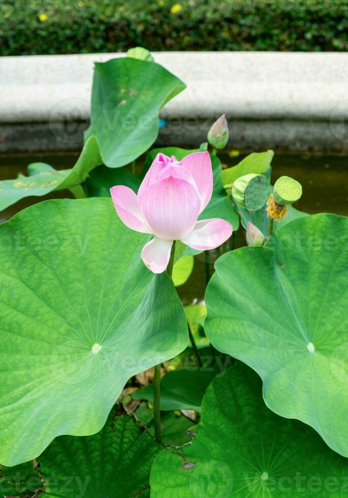 Pink lotus, water lilly, open bloom beautiful photo