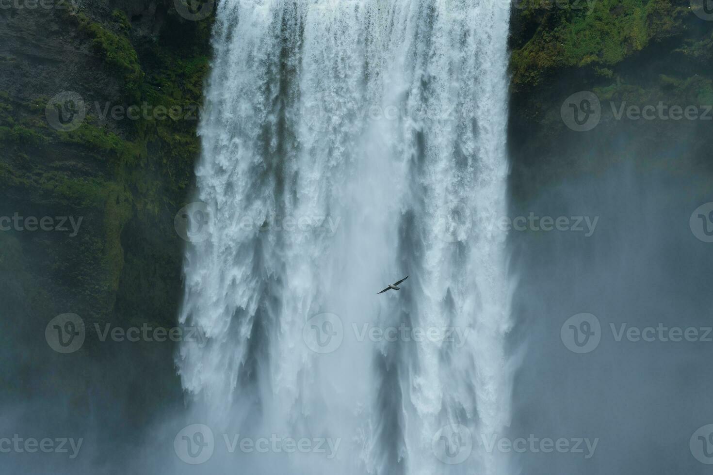 Seagull bird flying through Skogafoss waterfall in summer at Iceland photo