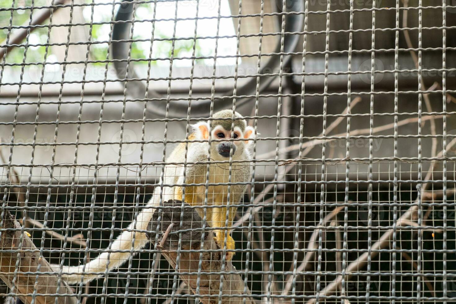 Squirrel Monkey hold timber photo