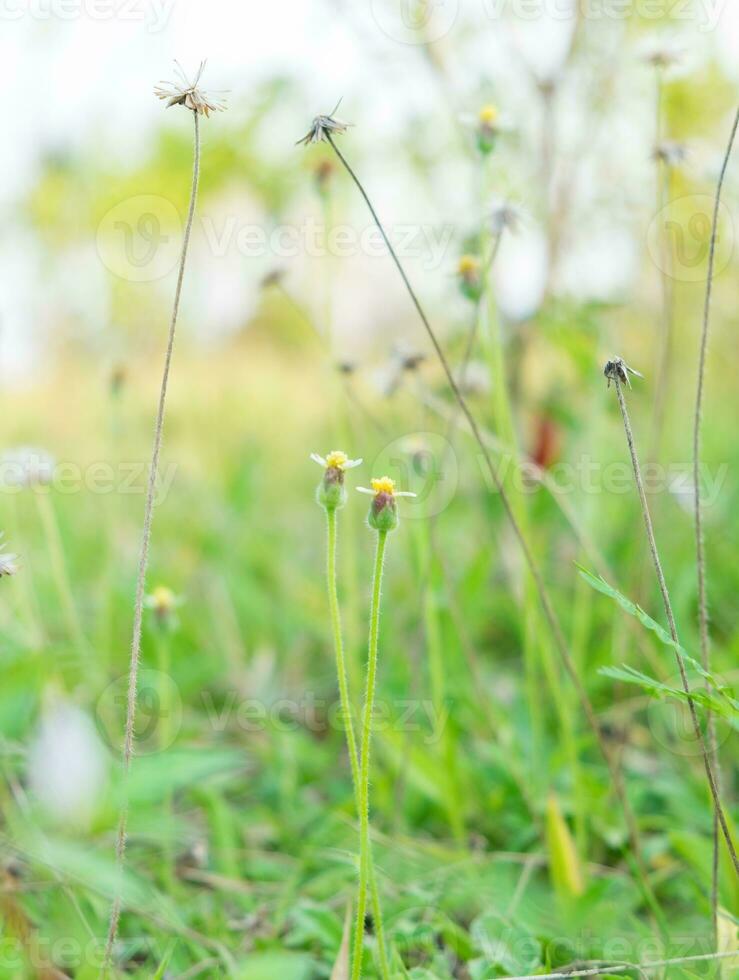 Grass flower shoots fields photo