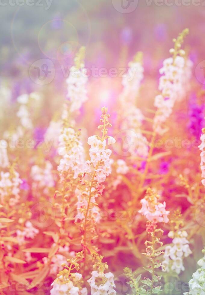 White purple pink blue flowers salvia colorful photo