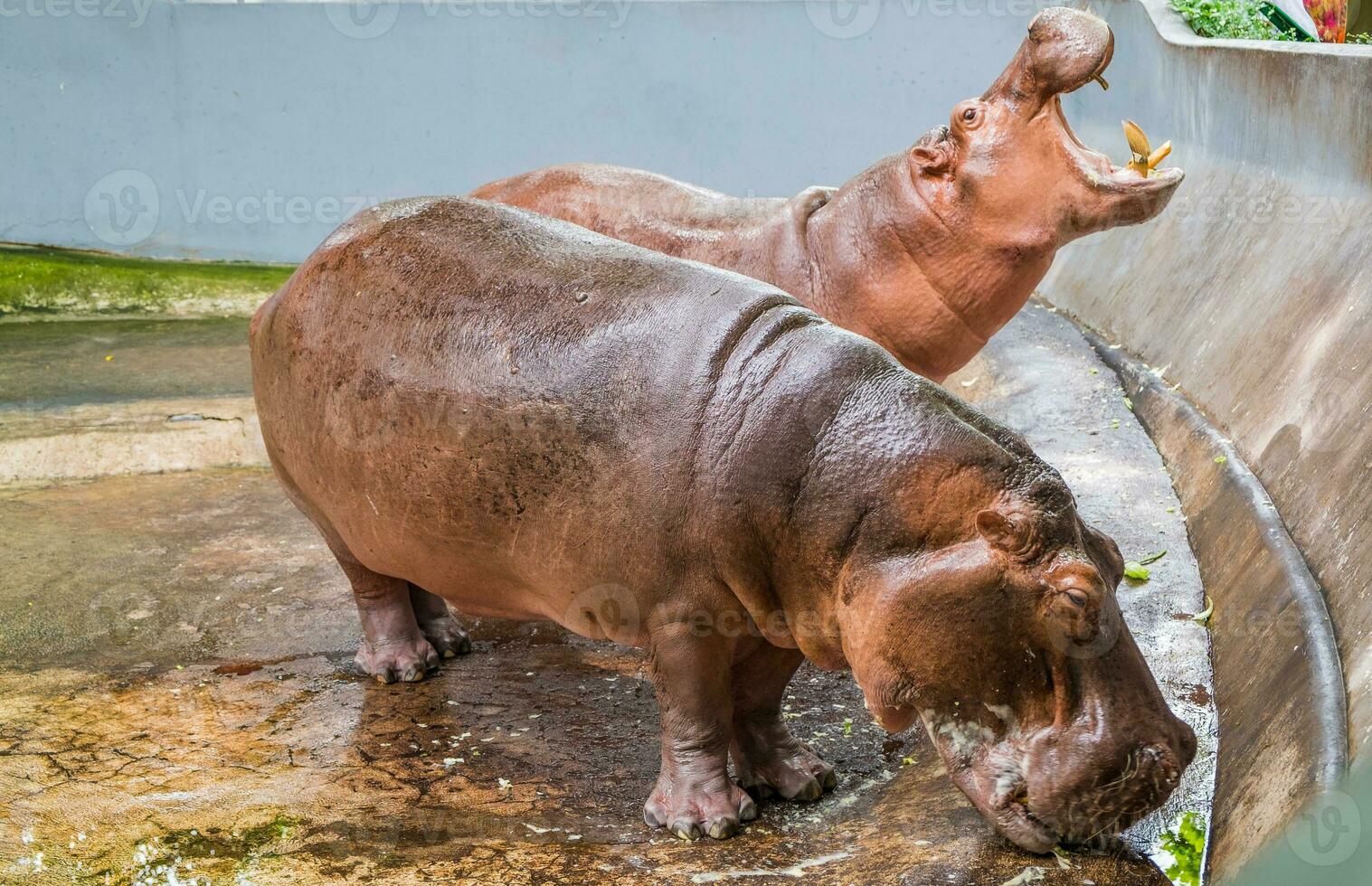 Hippopotamus two fat waiting for food photo