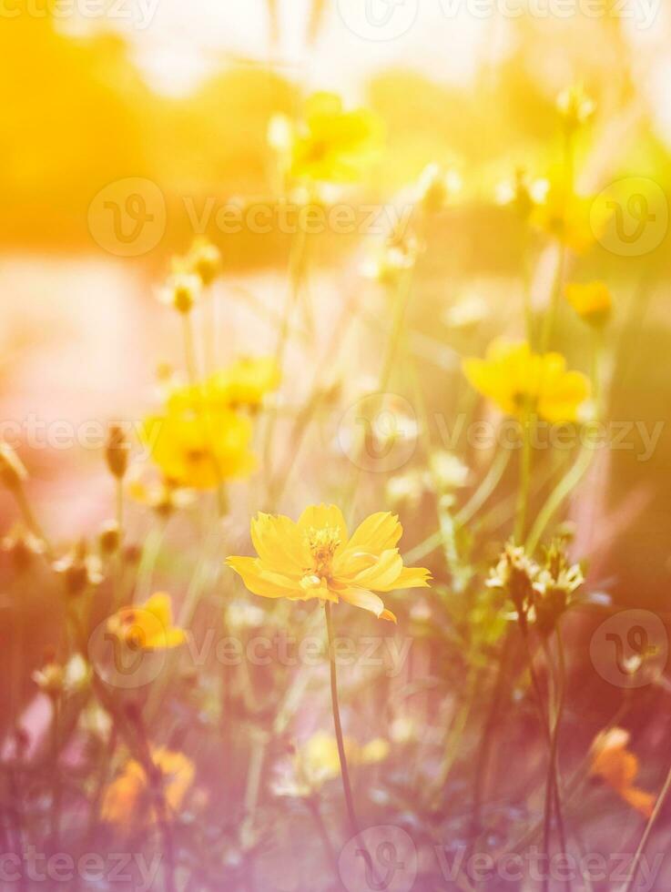 Cosmos flower bloom sweet colorful sunshine photo