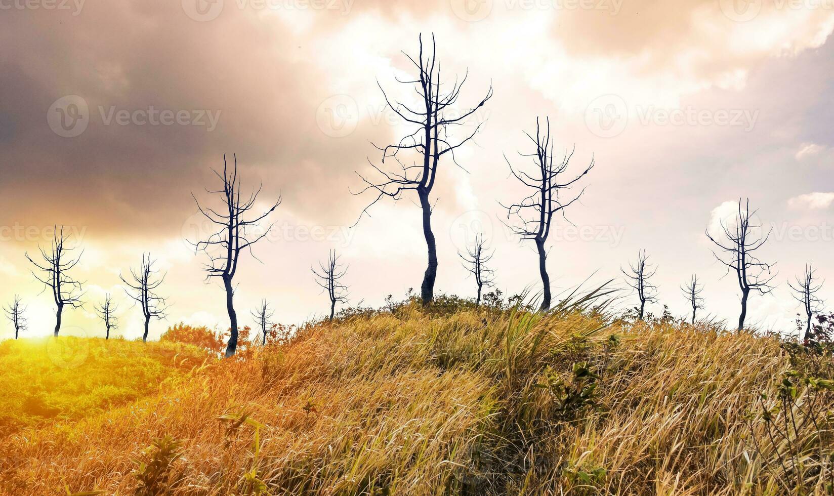 Tree dry on peak mountain meadow golden light photo