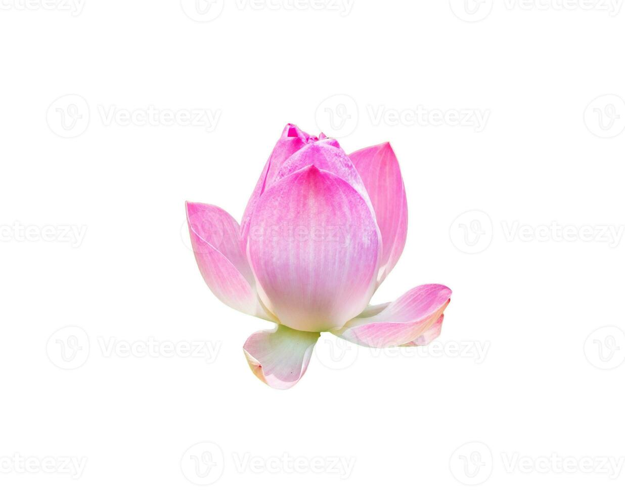 Pink lotus bloom symbol of purity photo