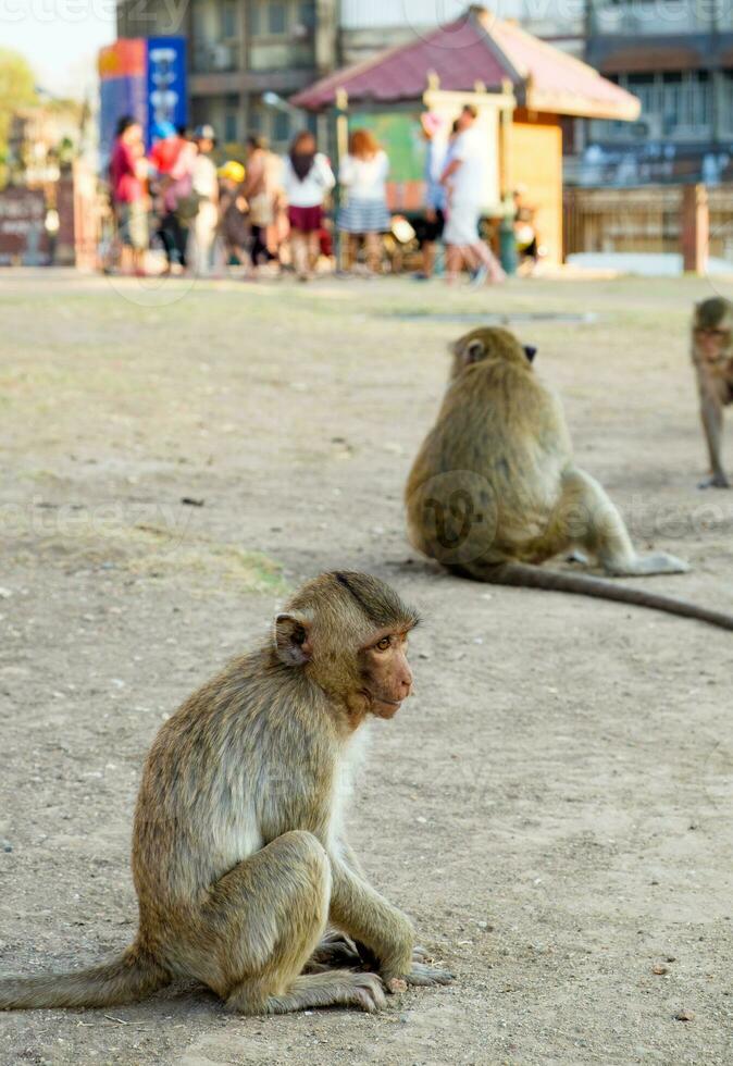 Baby monkey sit waiting photo