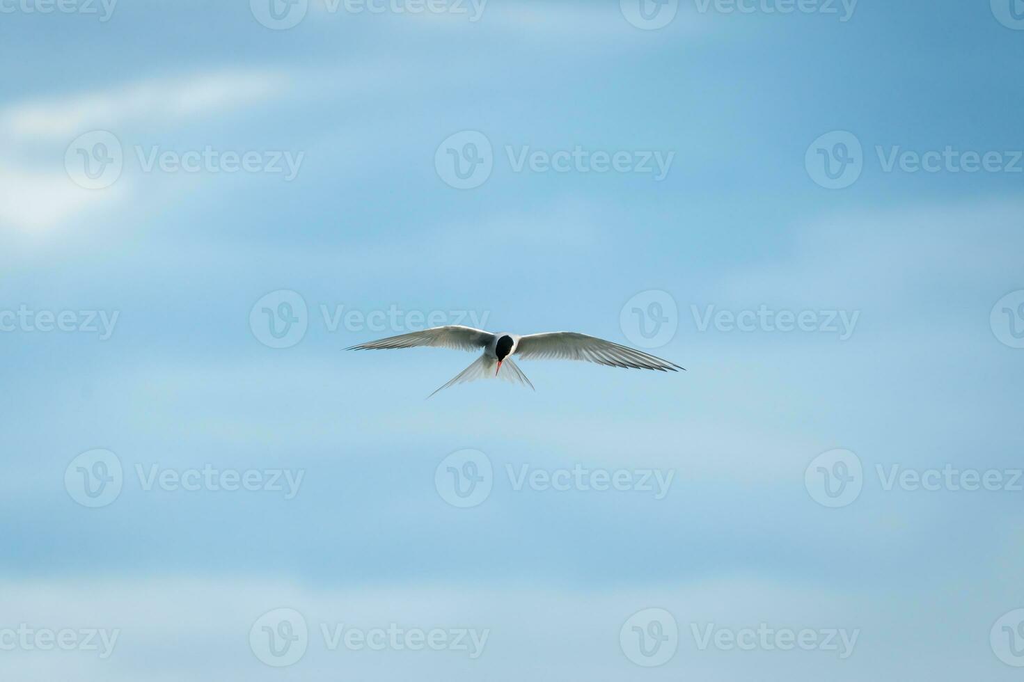 Arctic Tern bird or Kria bird flying and hunting fish above the sea in summer of Iceland photo