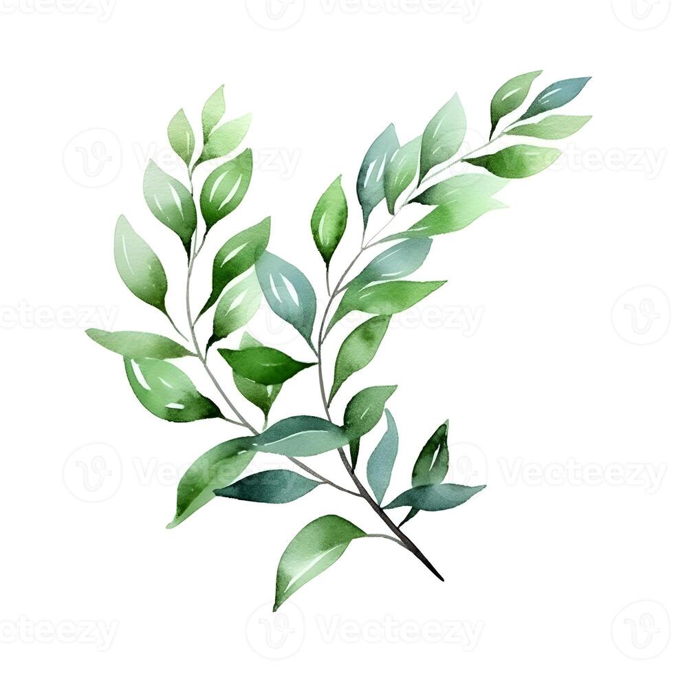 Hand painted green watercolor branches. Laurel branch isolated on white background. photo
