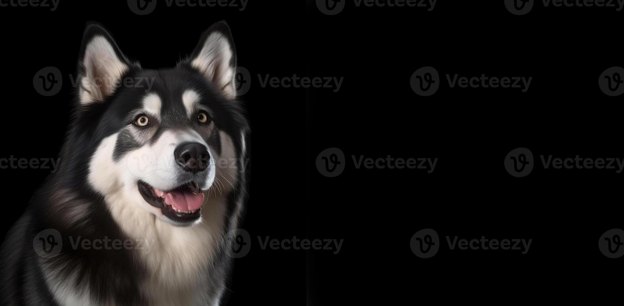 Close-up portrait of a black and white malamute with space for text. Big cute dog. Dog Food Advertisement. photo
