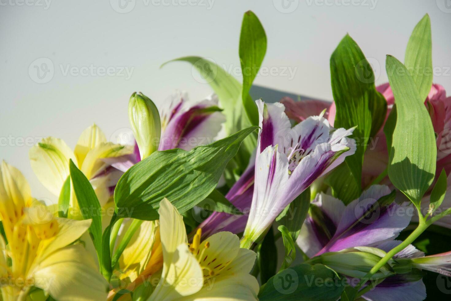 Alstroemeria flowers. Floral blurred background with selective focus. photo