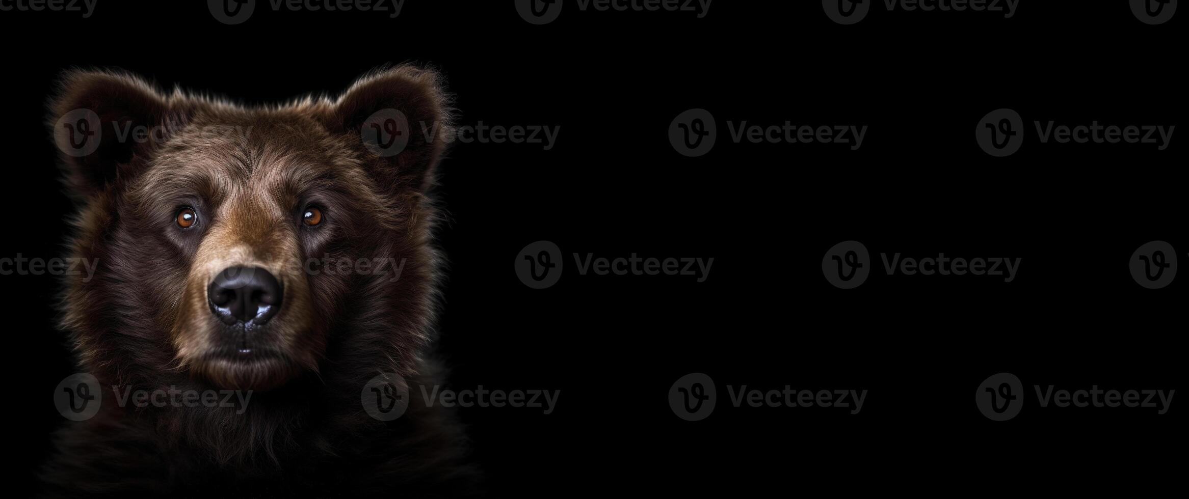 Brown bear studio portrait. A large predator on a black background with space for text. . photo